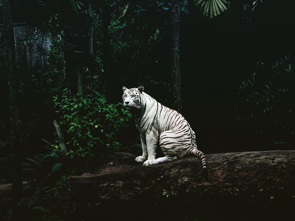 white tiger on brown tree log