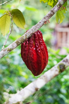 A ripe, reddish cocoa pod is hanging from a tree branch surrounded by lush green foliage. The surface of the pod is textured with ridges, and it is attached to a greyish-brown branch that shows signs of moss or lichen. In the background, the greenery is slightly blurred, creating a natural garden environment.