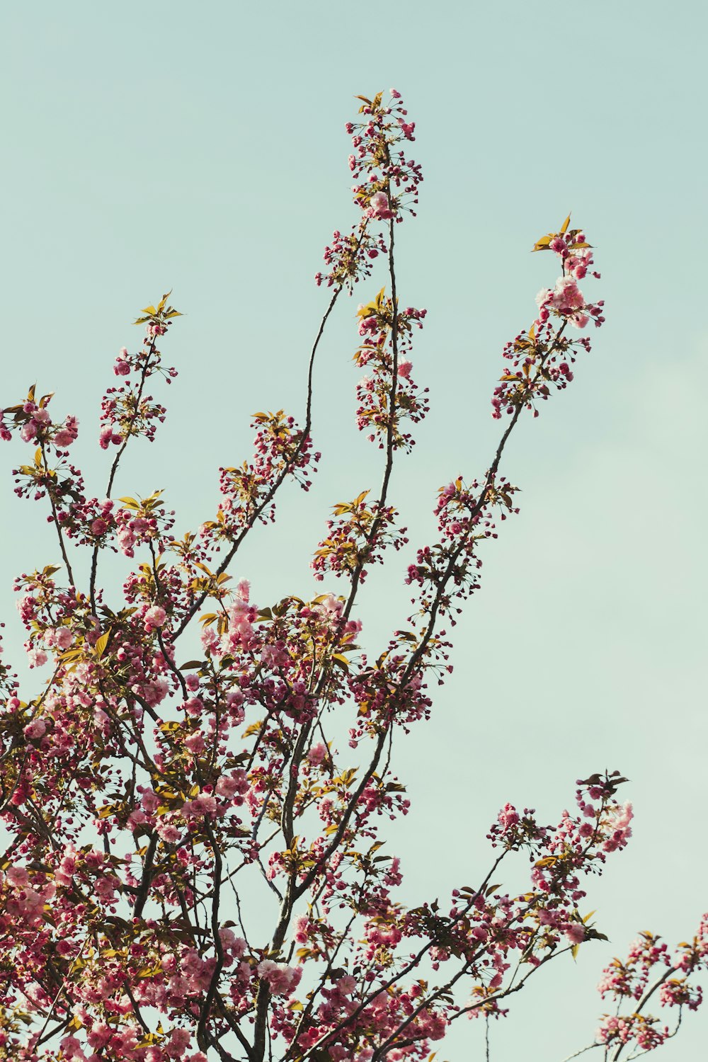 pink and white flowers under blue sky during daytime