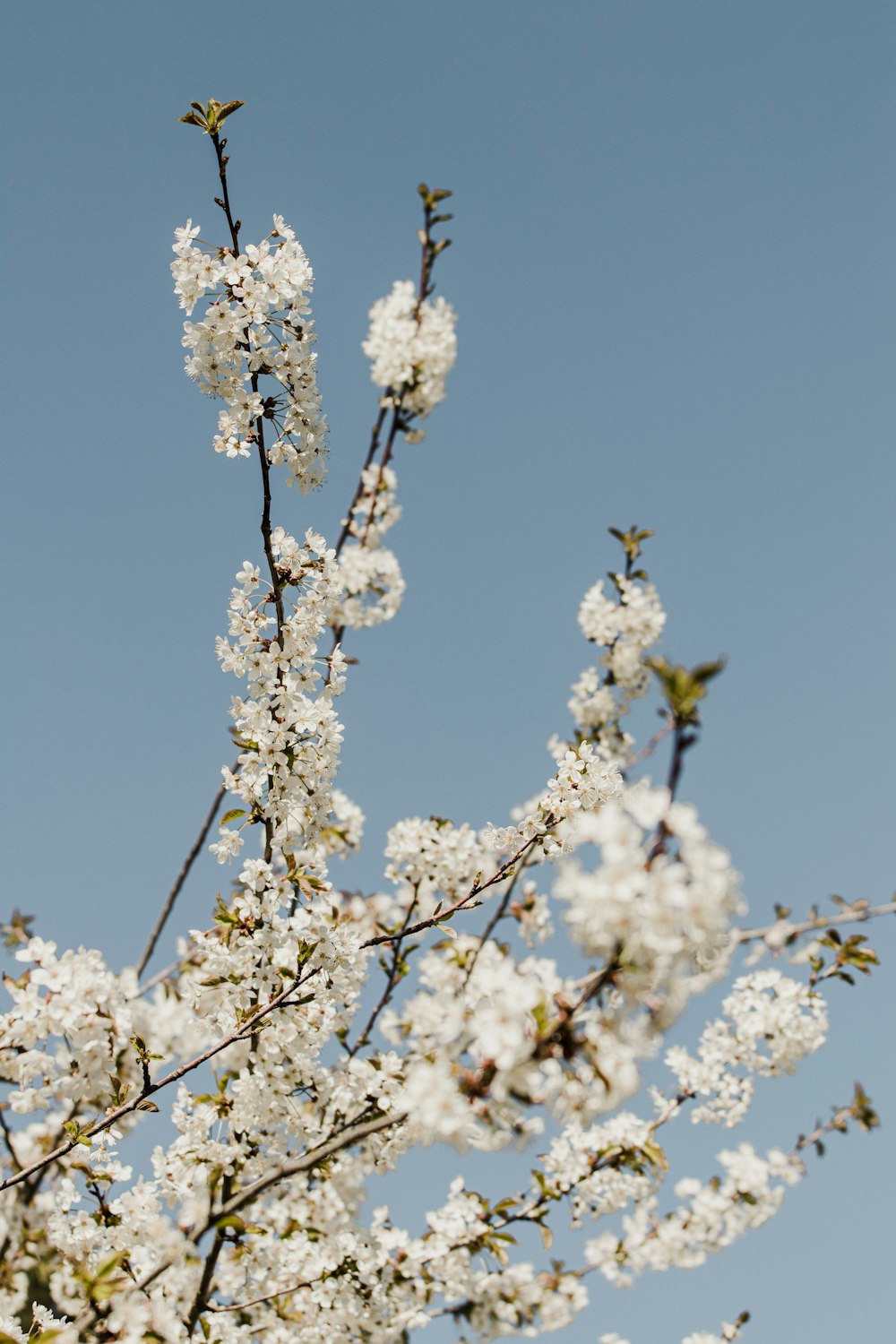 white cherry blossom under blue sky during daytime