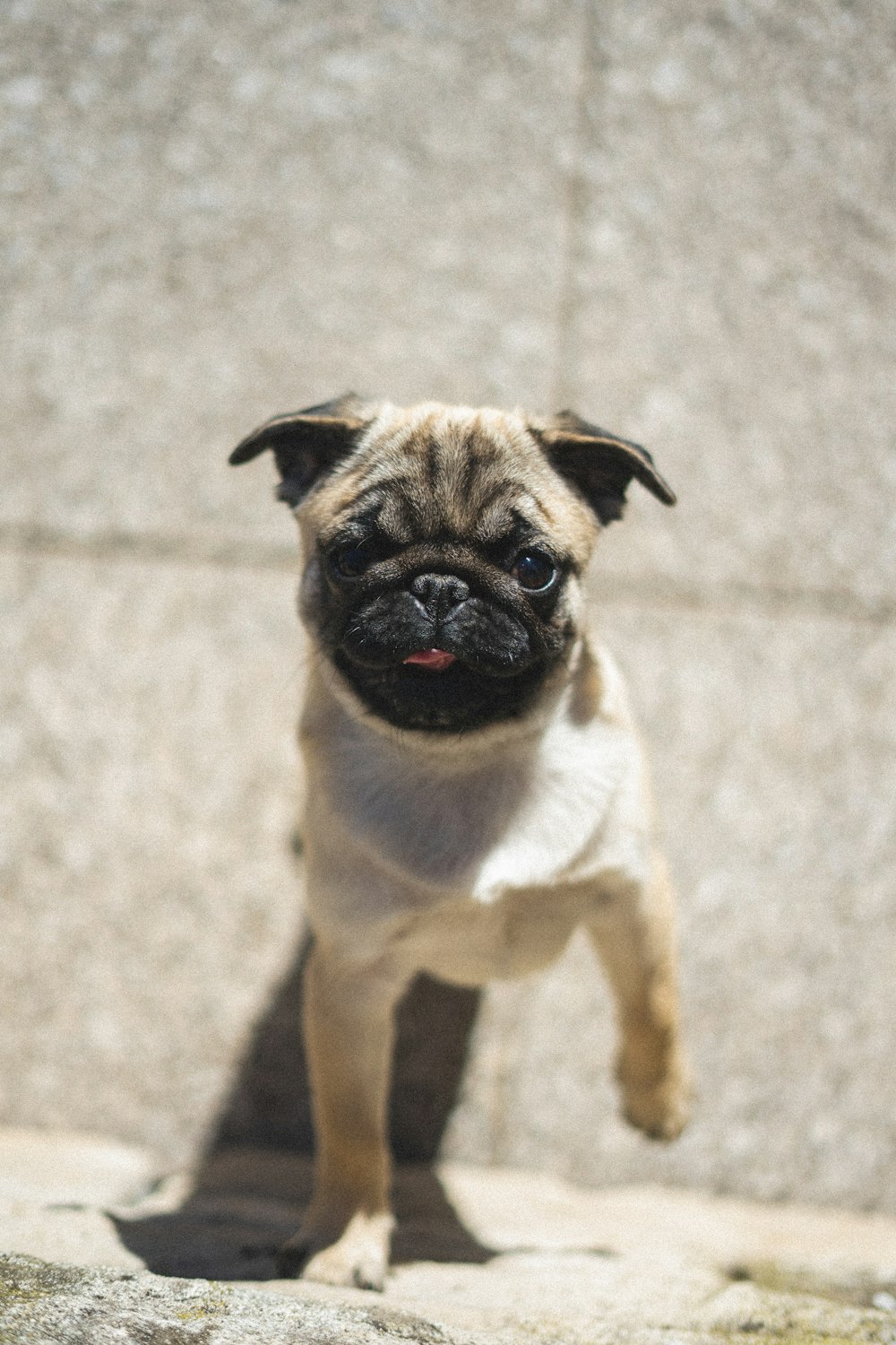 fawn pug on brown carpet