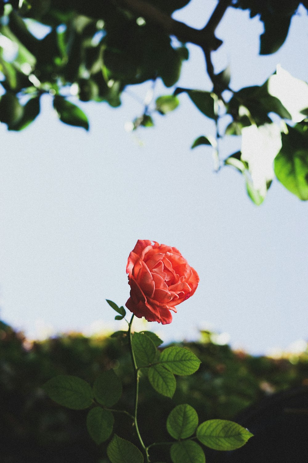 rosa rosa em flor durante o dia