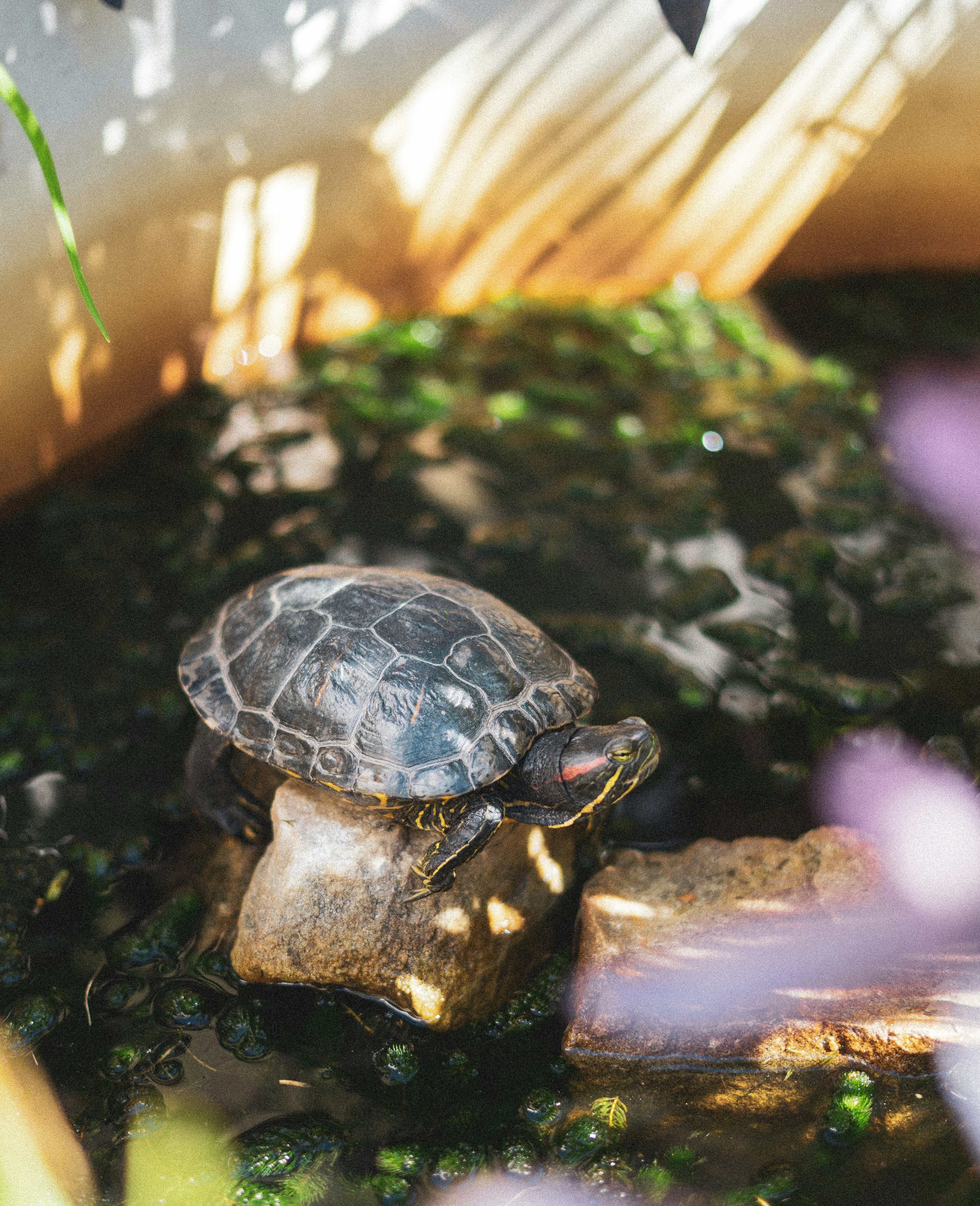 Schwarze und graue Schildkröte auf braunem Holzstamm