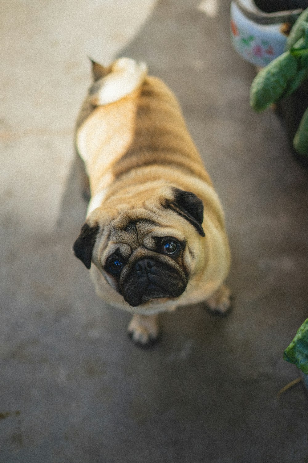 fawn pug on grey concrete floor