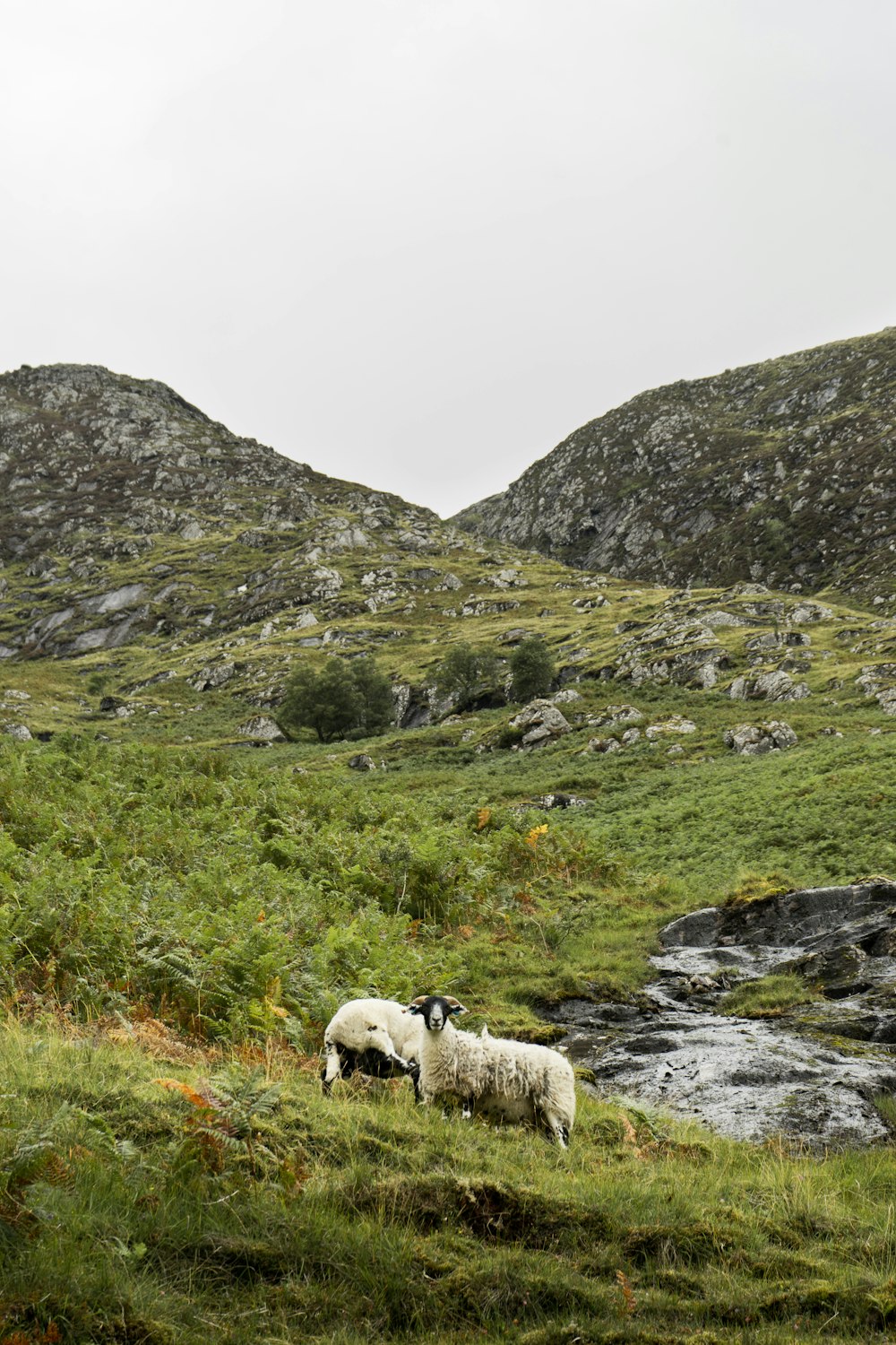 moutons blancs sur un champ d’herbe verte pendant la journée