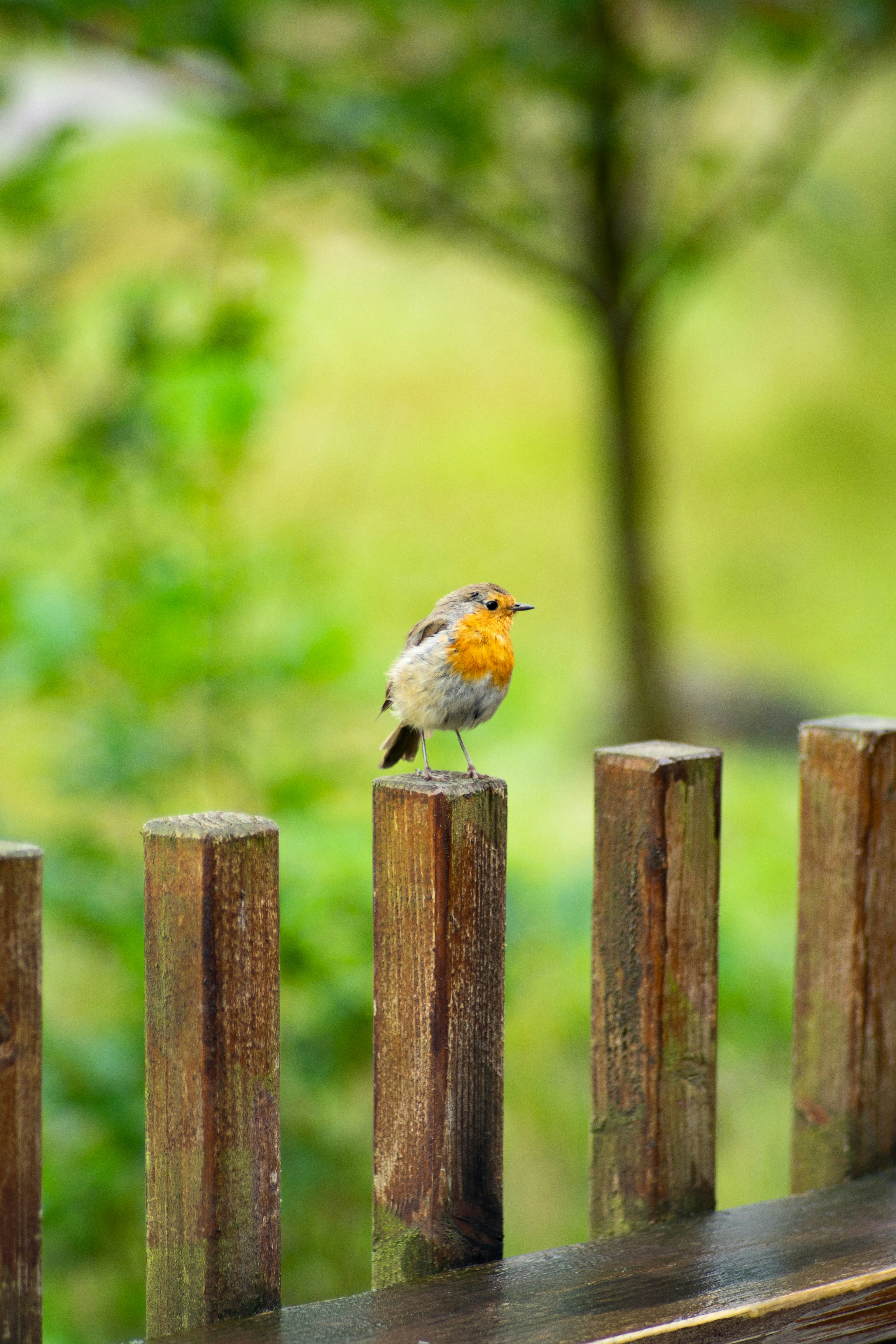 white and brown bird on brown wooden fence during daytime