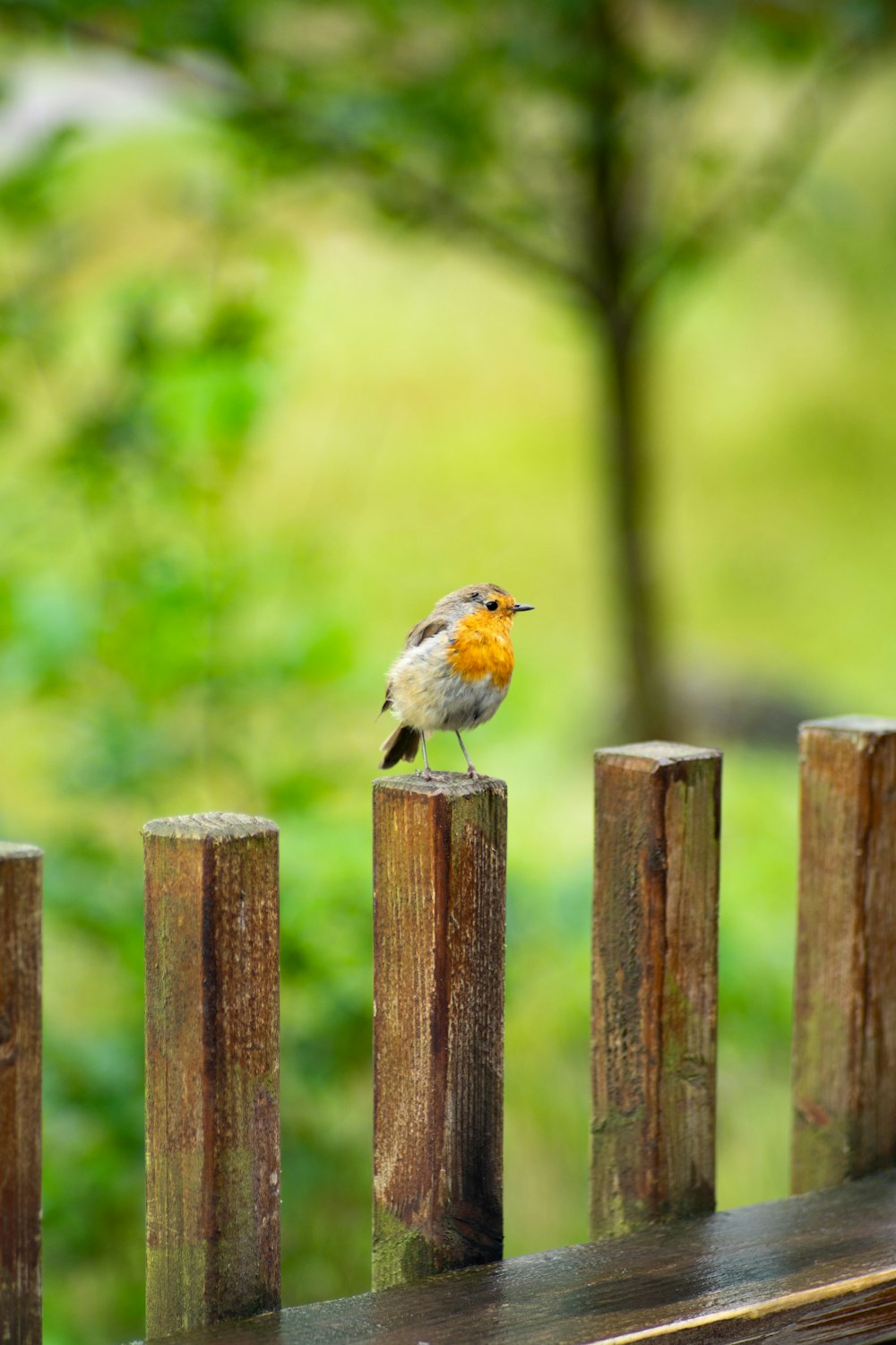 oiseau blanc et brun sur la clôture en bois marron pendant la journée