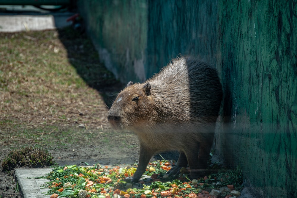 Animal marrón y negro en hierba verde durante el día