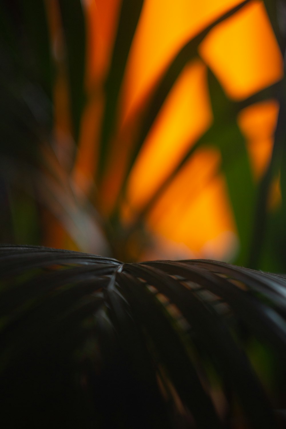 green leaf plant in close up photography