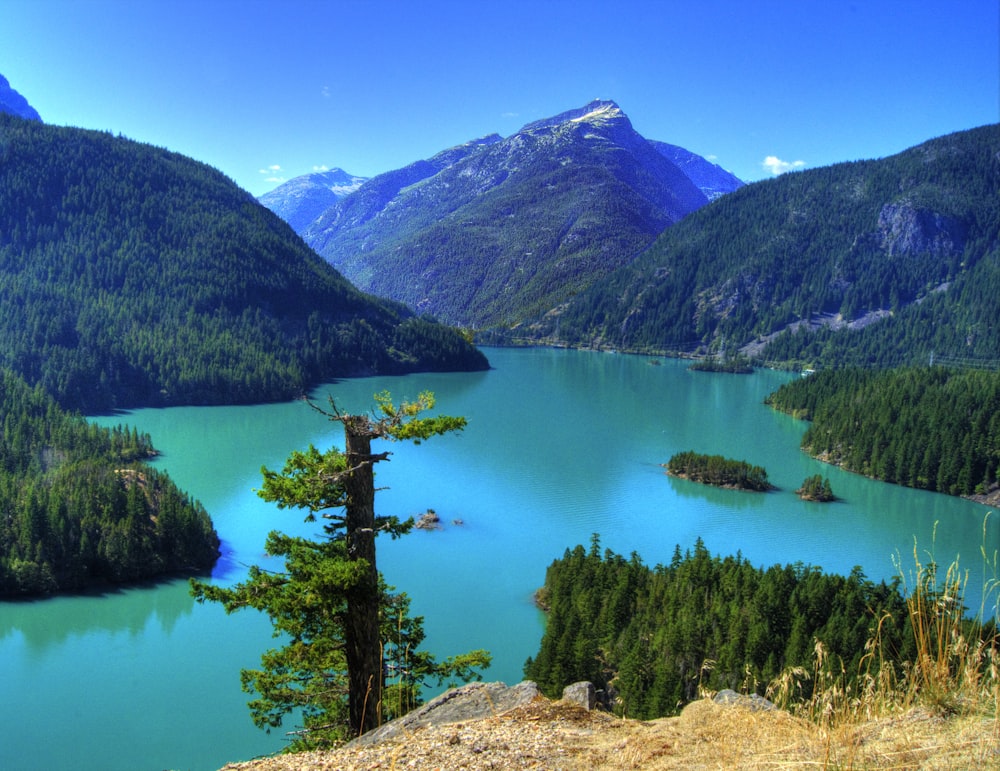 green trees near lake during daytime