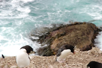 Two penguins standing on rocky terrain near the edge of an ocean. The water is a mix of turquoise and white, with waves crashing against the rocks.