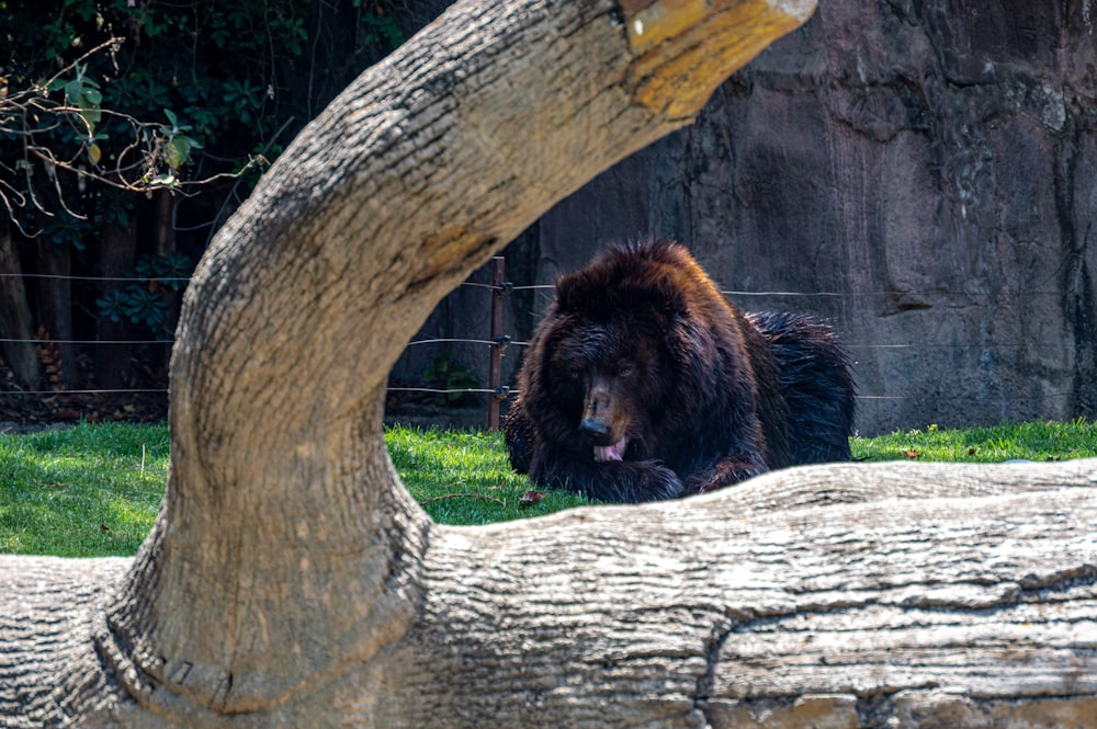 brown bear on brown tree trunk