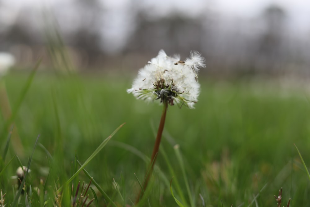 white flower on green grass during daytime