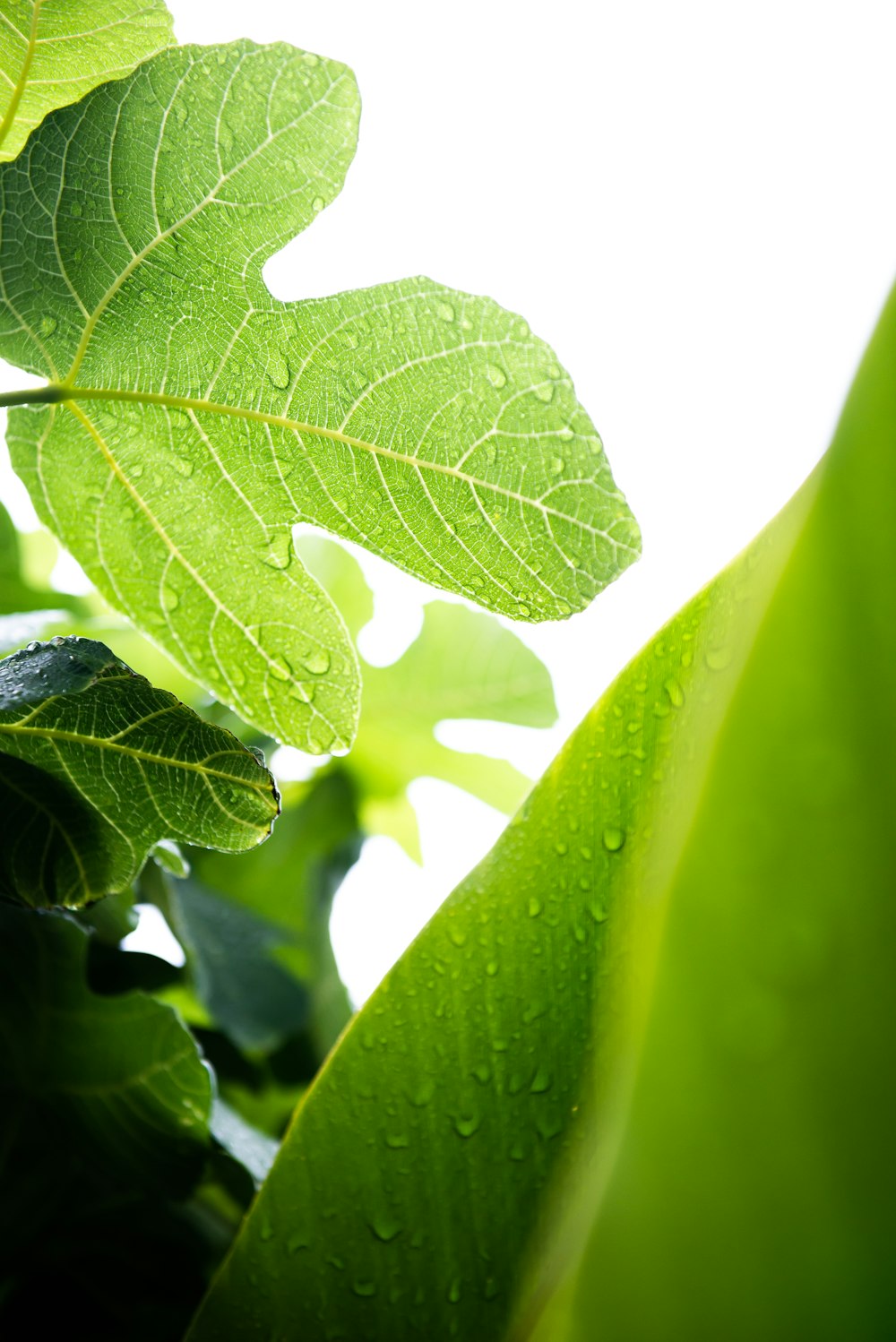 green leaf in macro lens