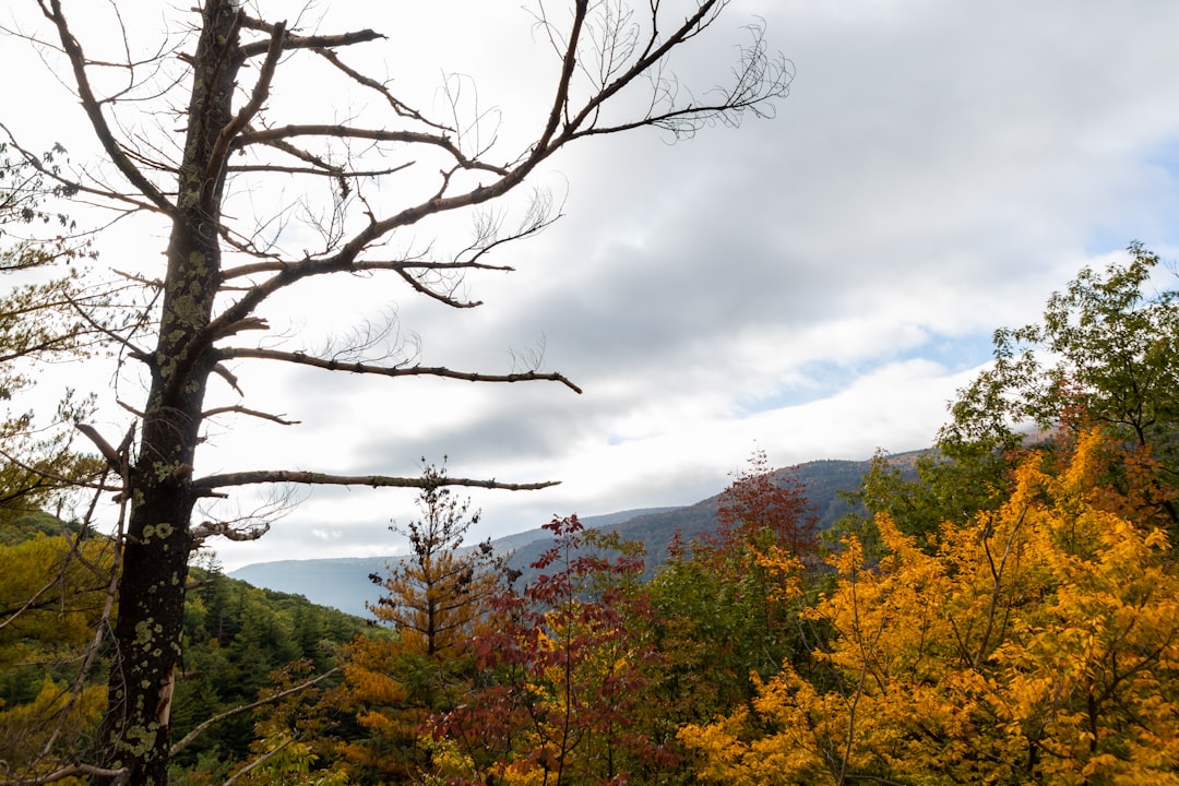 green trees under white clouds during daytime