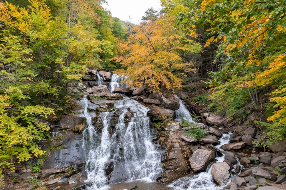 Cascadas en medio del bosque durante el día