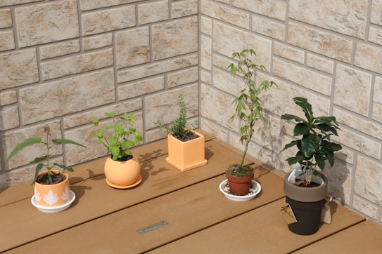 Five potted plants arranged in a row on a wooden surface against a textured brick wall. Each plant is in a different styled pot, ranging from simple plastic to more decorative ceramic. The plants vary in size and type, with some being small herbs and others appearing as small trees or shrubs.
