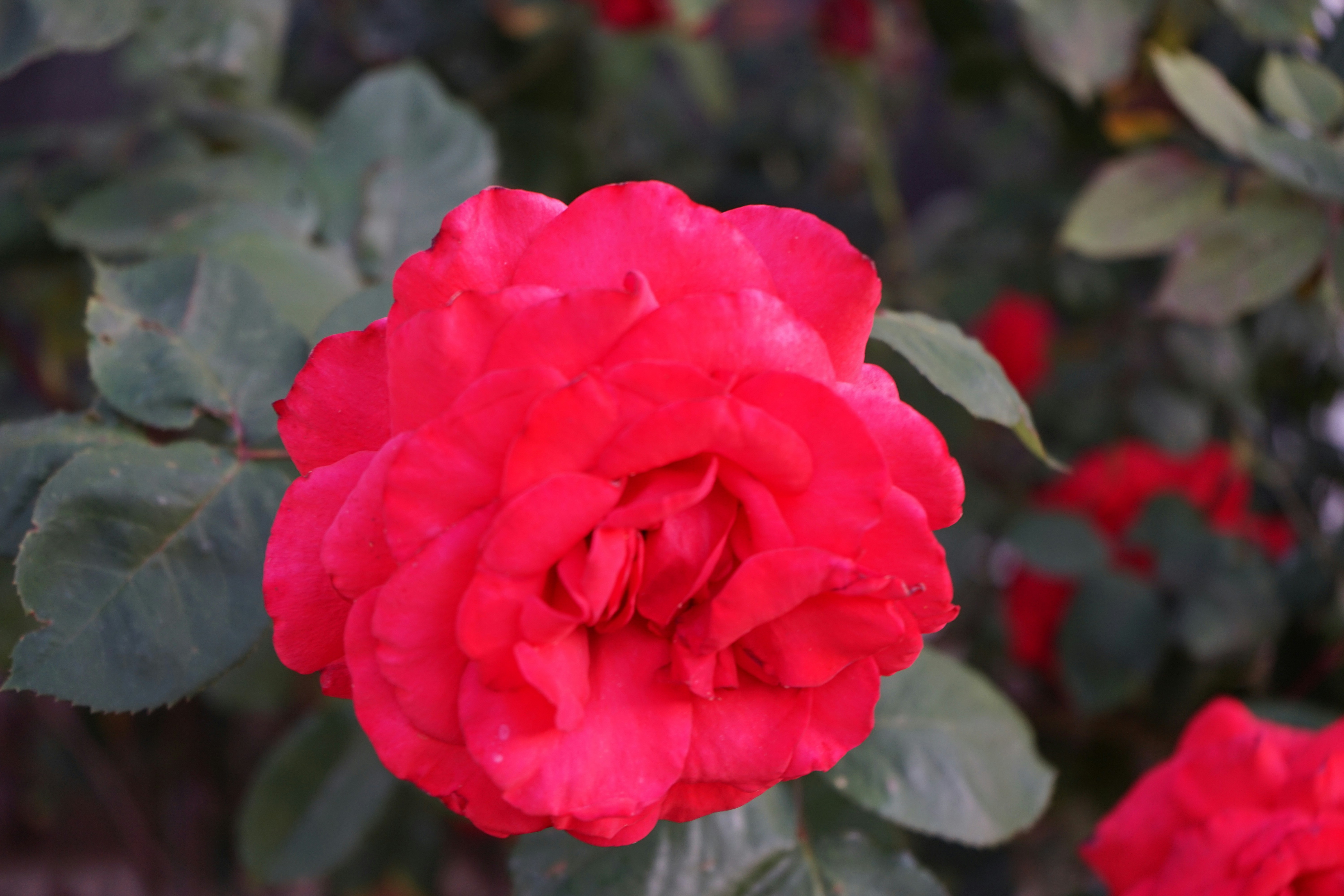 Photo by denisseleon