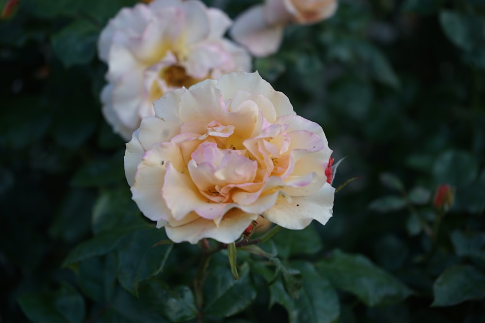 rosa rosa em flor durante o dia