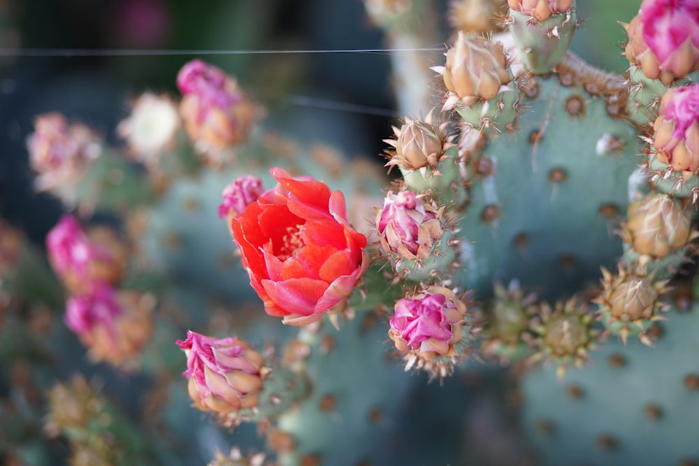 pink flower on blue wall