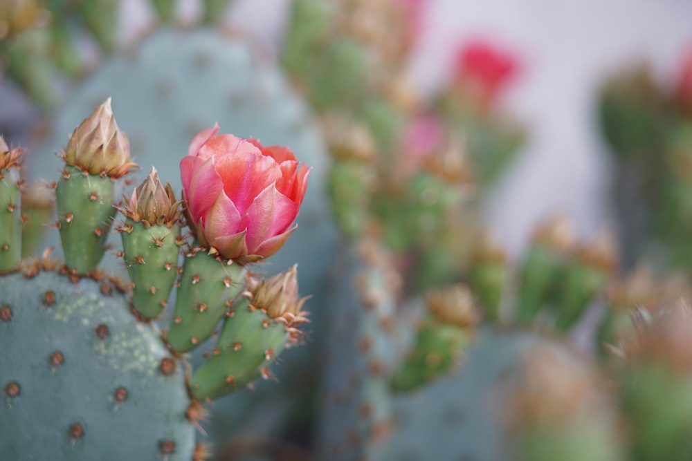 pink rose in bloom during daytime