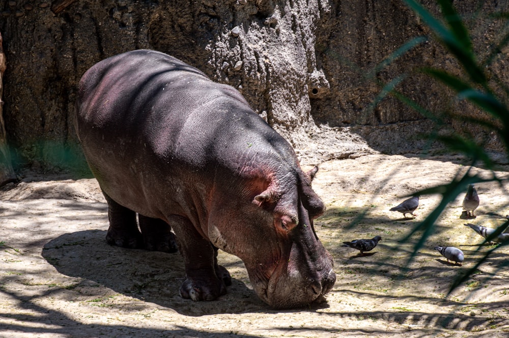 brown rhinoceros on white sand during daytime