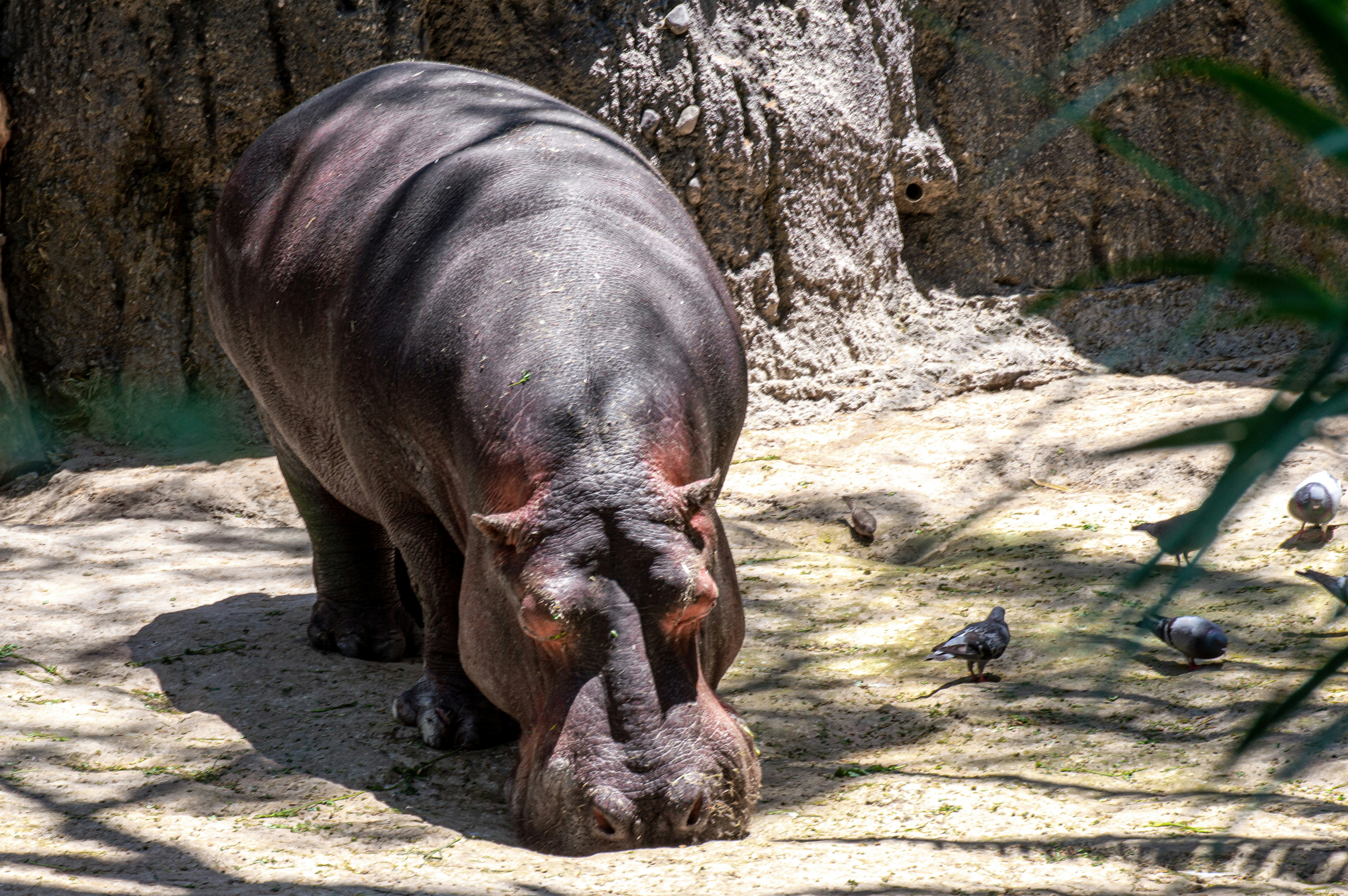 brown and black rhinoceros on gray rock, 