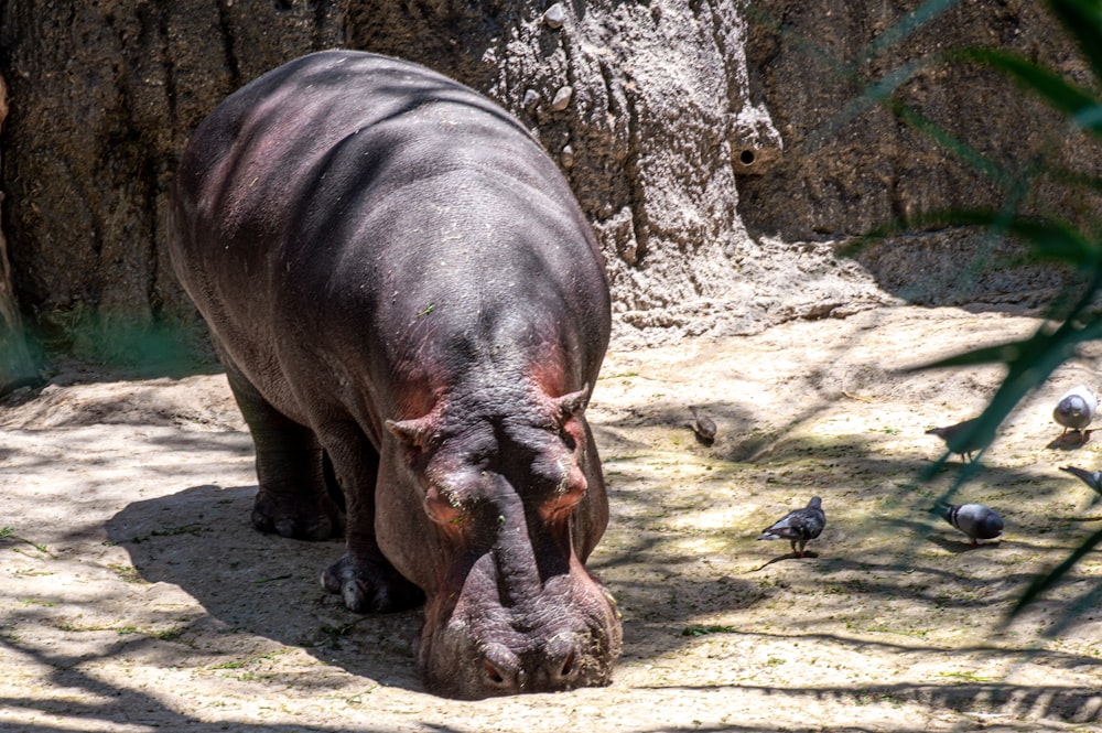 rhinocéros brun et noir sur roche grise