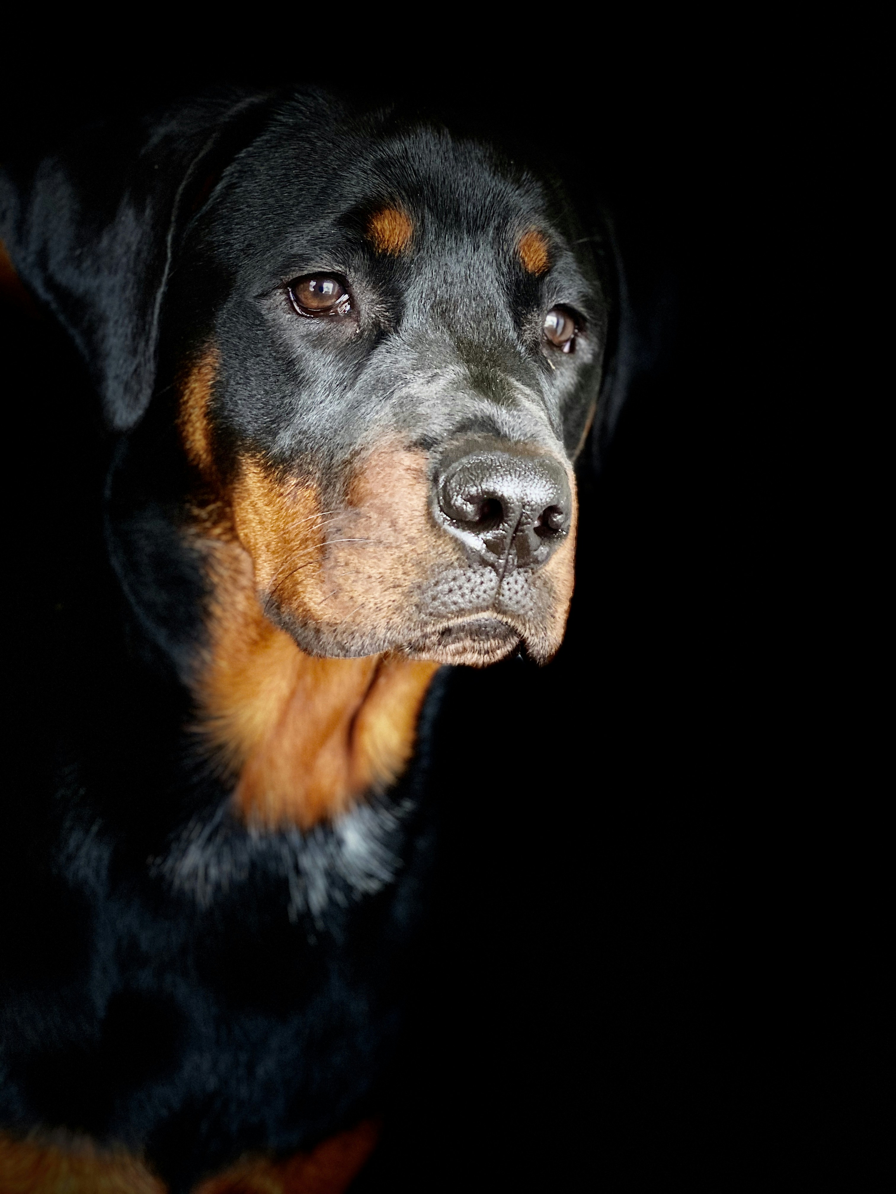 Black Rottweiler with perfect mahogany tan markings, AKC standard coat coloring close-up