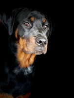 A muscular Rottweiler navigating an agility course with focused determination.