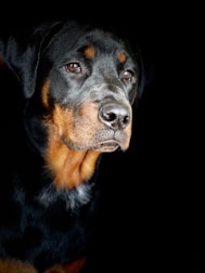 A close-up of a Rottweiler dog with a glossy black and tan coat, staring intently with a calm and thoughtful expression. The background is dark, emphasizing the dog's focused gaze and muscular structure.