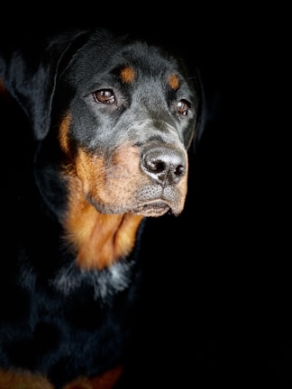 A close-up of a rottweiler’s kind eyes reflecting trust and recovery.