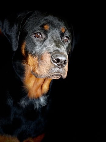 Close-up of a rottweiler's calm eyes, reflecting the foundation’s compassionate care.