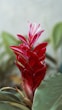 red flower in tilt shift lens