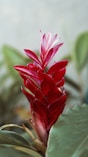 red flower in tilt shift lens