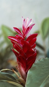 red flower in tilt shift lens