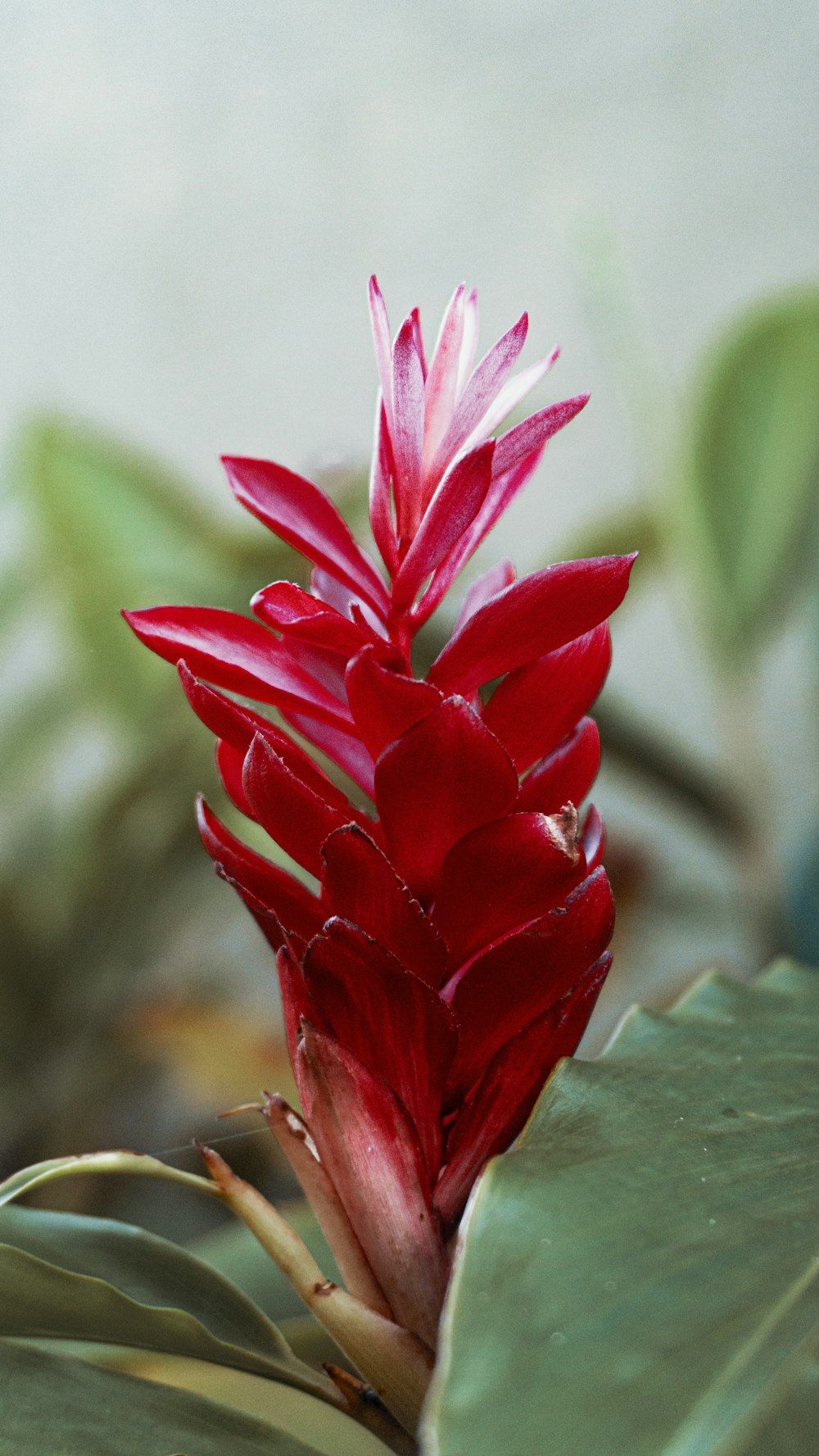 red flower in tilt shift lens