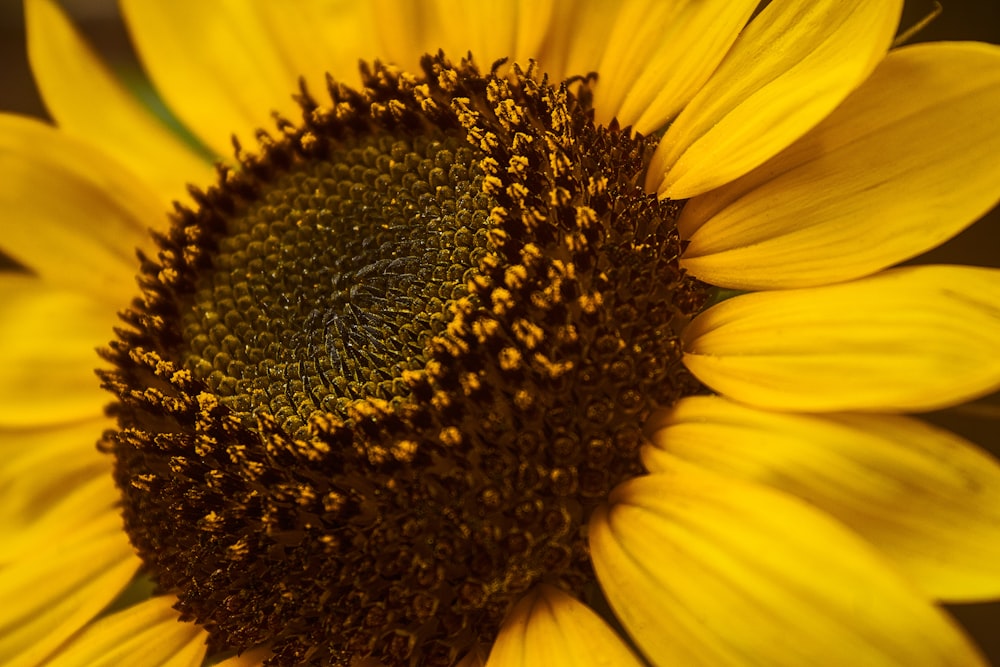 yellow sunflower in close up photography