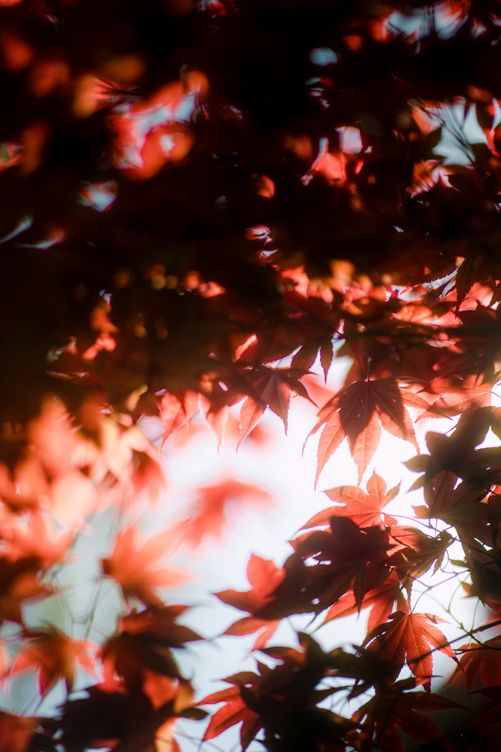 feuilles d’érable rouges et brunes
