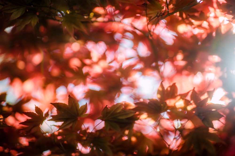 feuilles brunes sur branche d’arbre brun