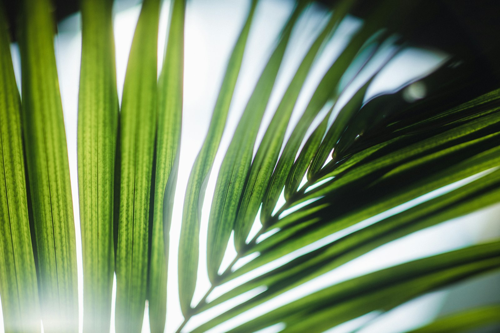 Canon EOS R + Canon EF 85mm F1.4L IS USM sample photo. Green palm plant during photography