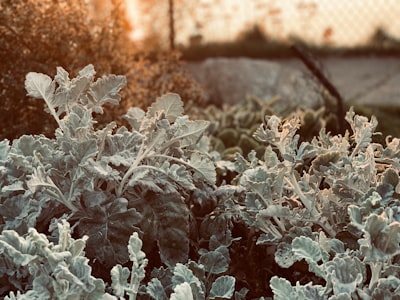 white flowers with green leaves frost zoom background