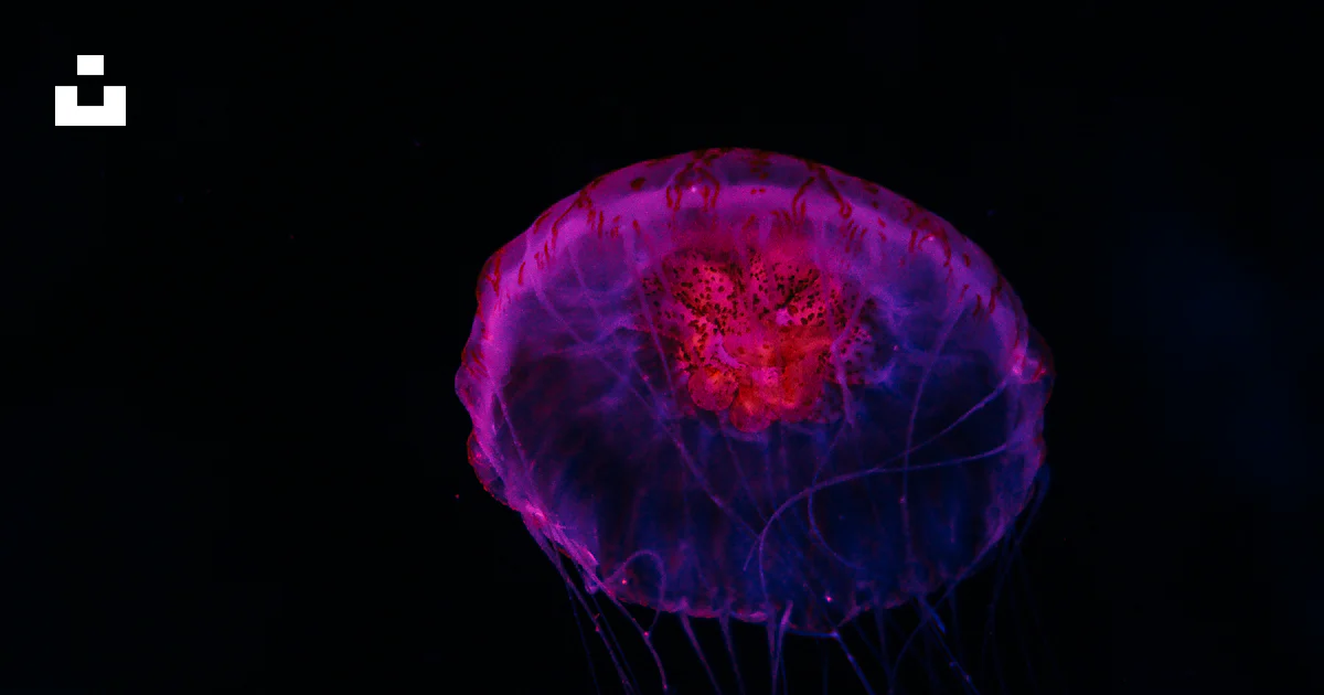 Foto Medusa rosa en el agua – Imagen Animal gratis en Unsplash