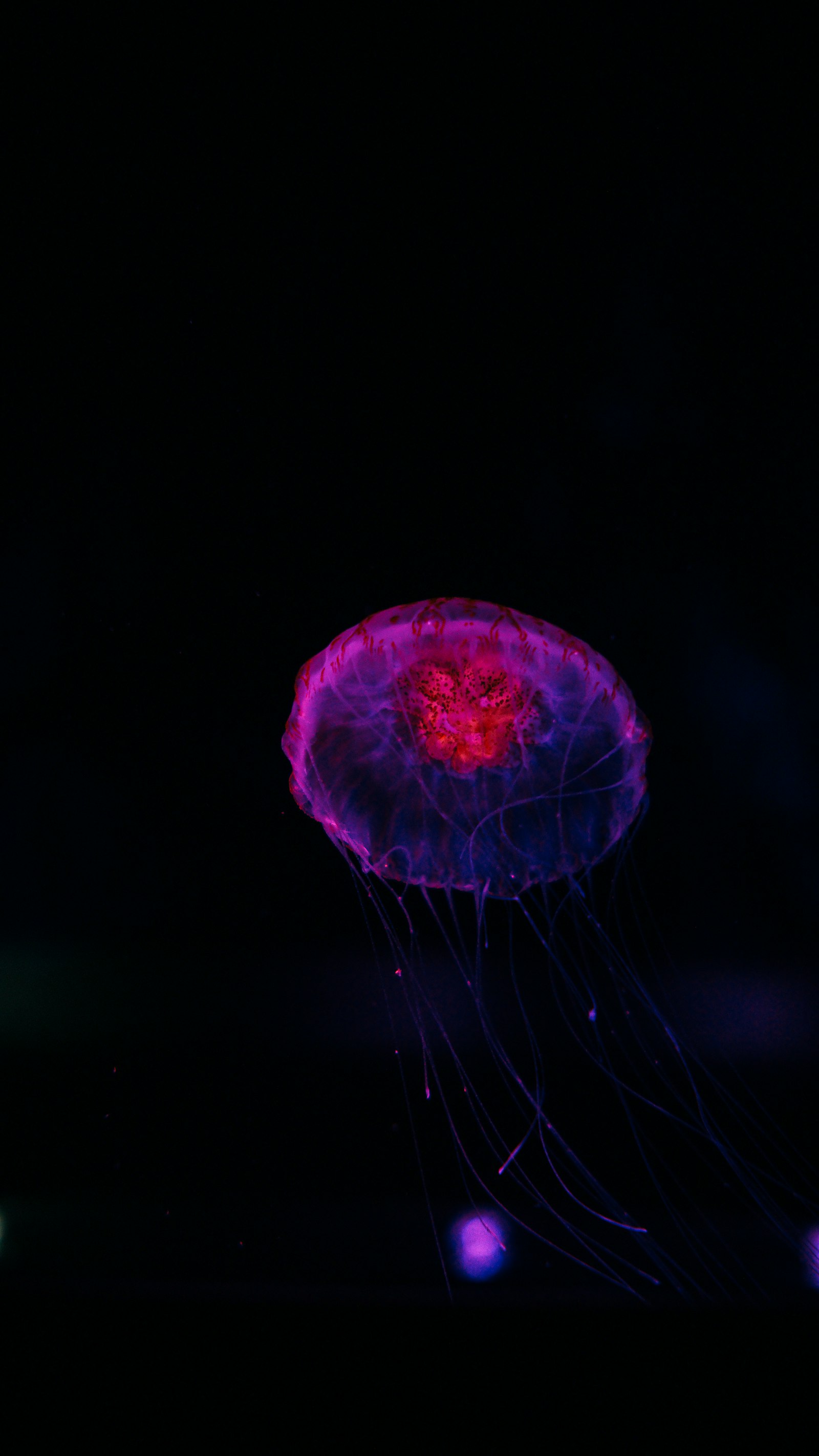 Sony a6000 + Sigma 19mm F2.8 EX DN sample photo. Pink jelly fish in photography