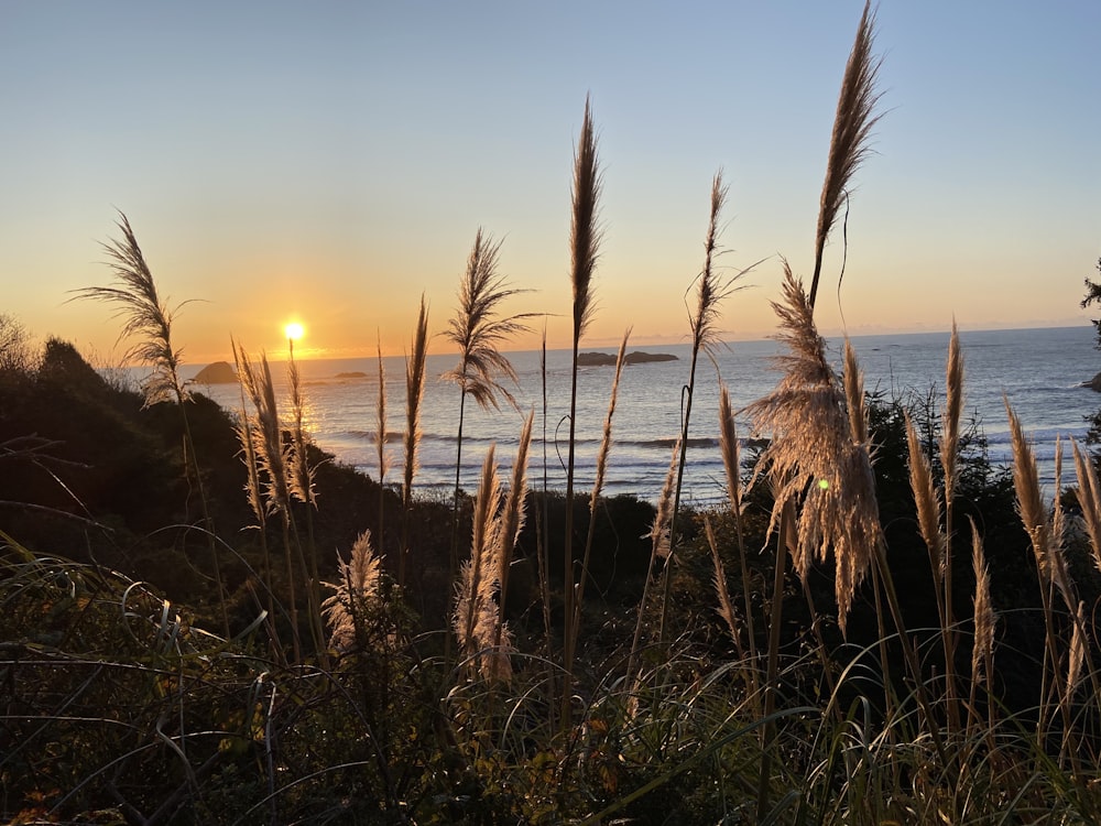 brown grass near body of water during sunset