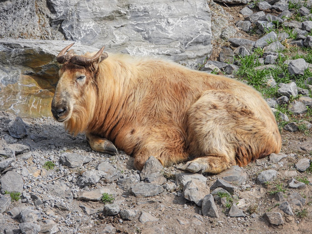 Takin (gnu goat) resting on a rock bottom