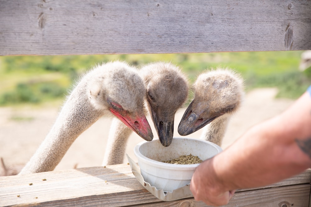 ostrich drinking water from a white plastic bucket