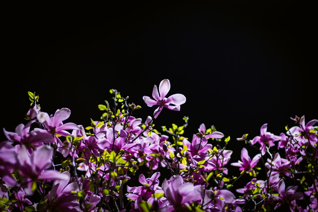 purple and white flowers with black background