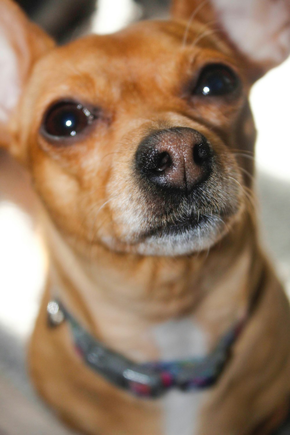 brown chihuahua on white textile