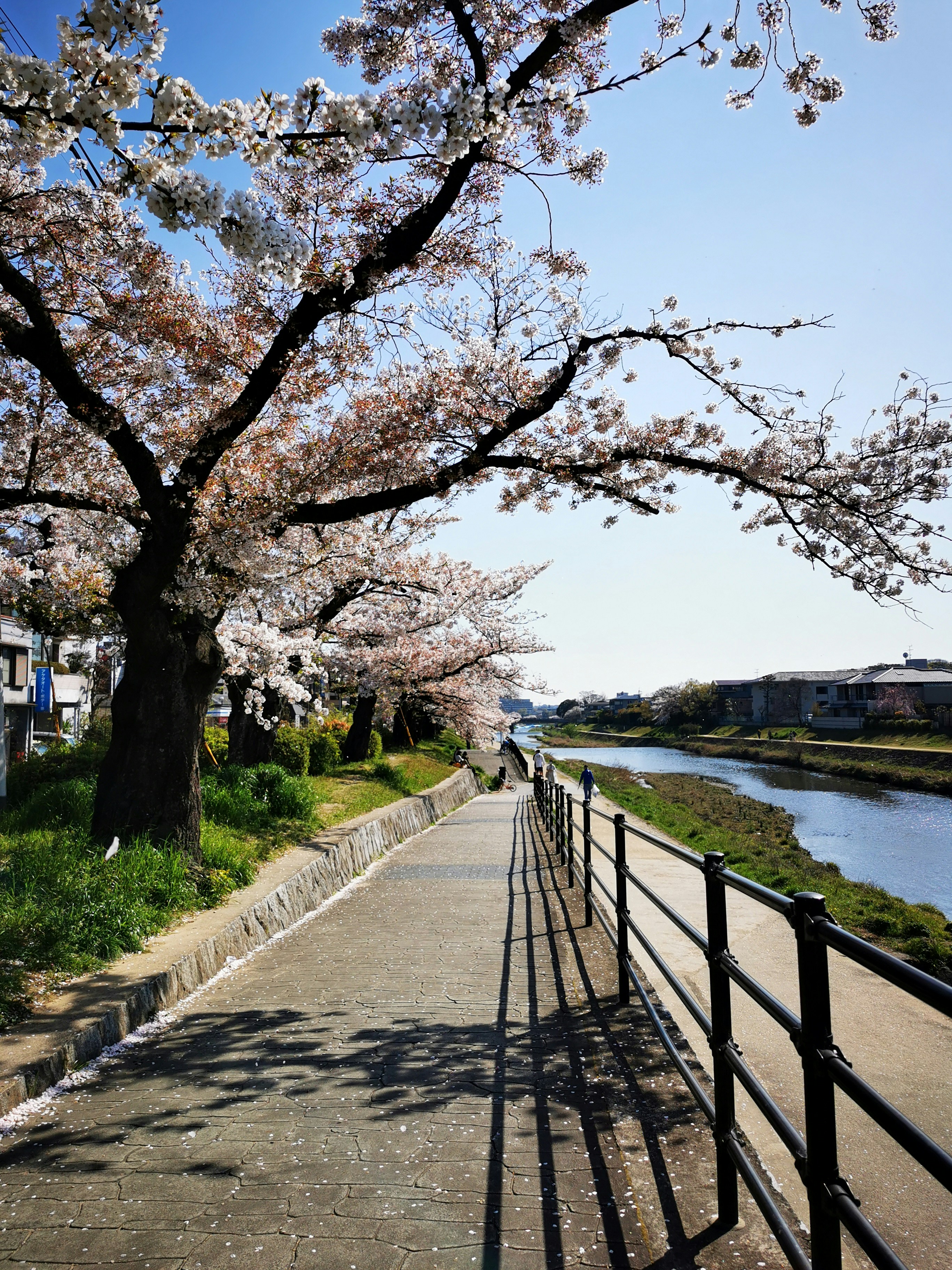 Philosopher's Path in Kyoto